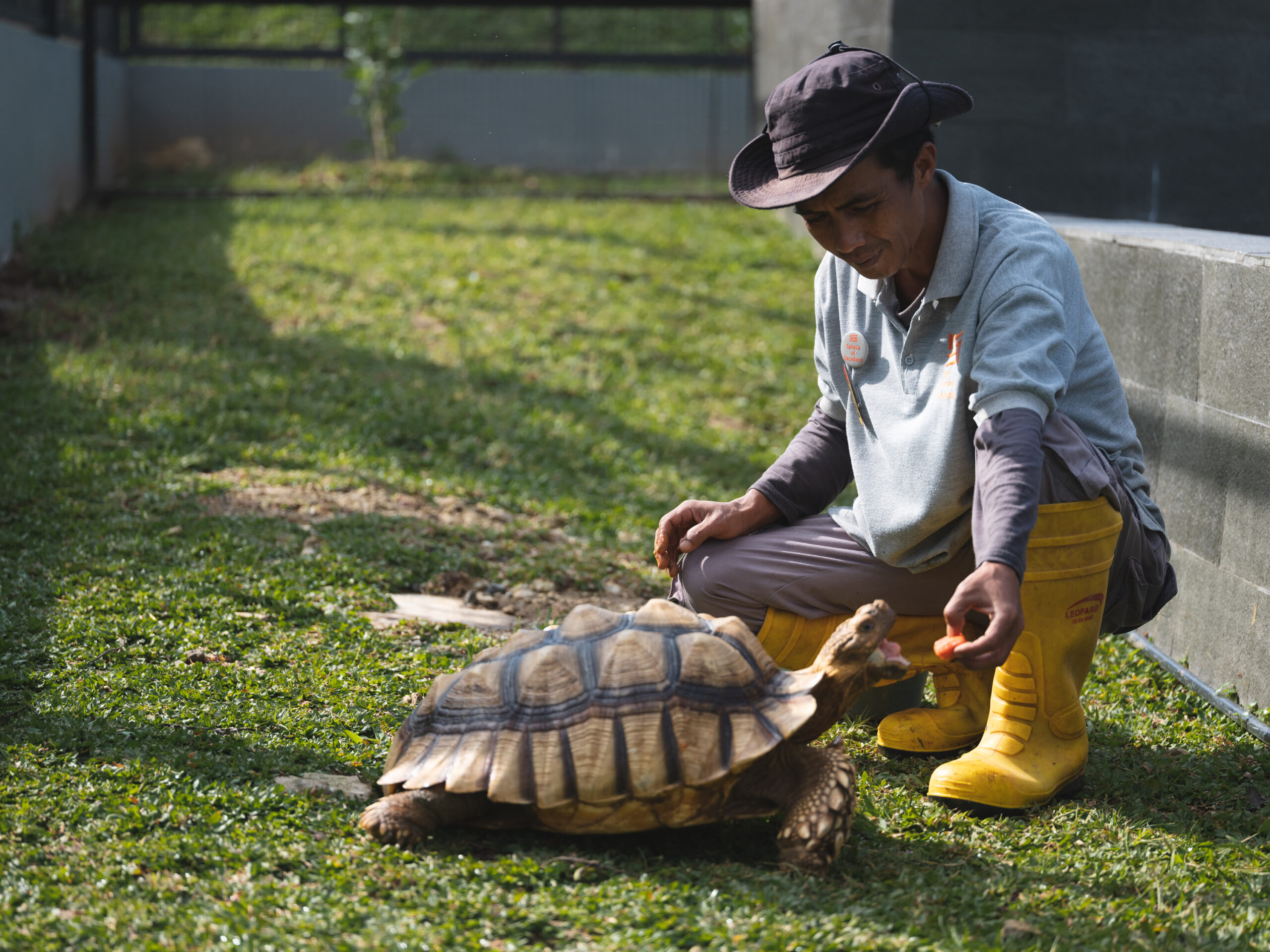 09 Copy of JSI - TURTLE 2